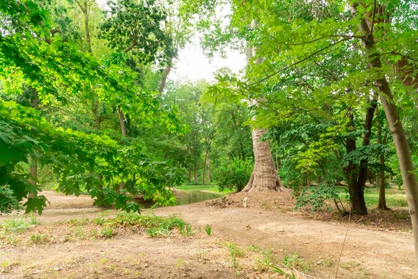 aranjuez parkındaki güzel orman, rahatla konsept