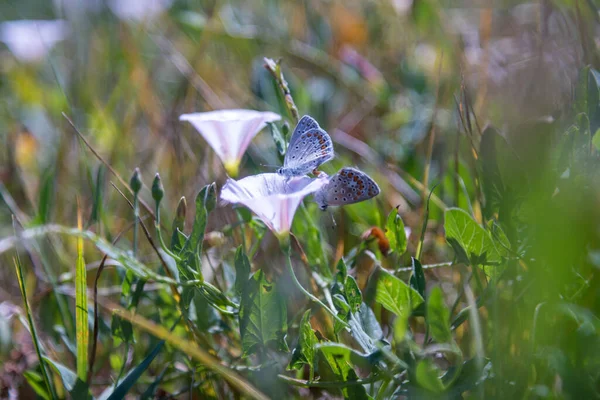 beautiful purple butterflies, resting on some flowers of the same color, in the background the green grass that makes a nice contrast with the purple