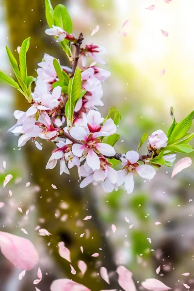 Flores Primavera Com Folhas Verdes Bom Fundo Cores Quentes — Fotografia de Stock