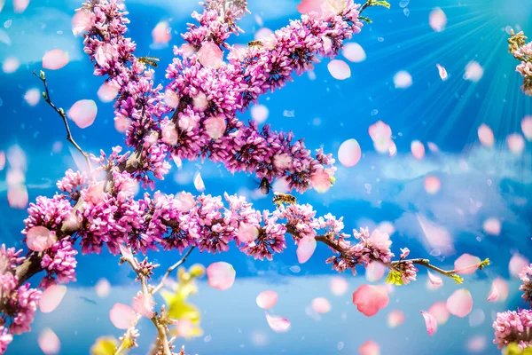 Rózsaszín Tavaszi Virágok Egy Szép Kék Háttér — Stock Fotó