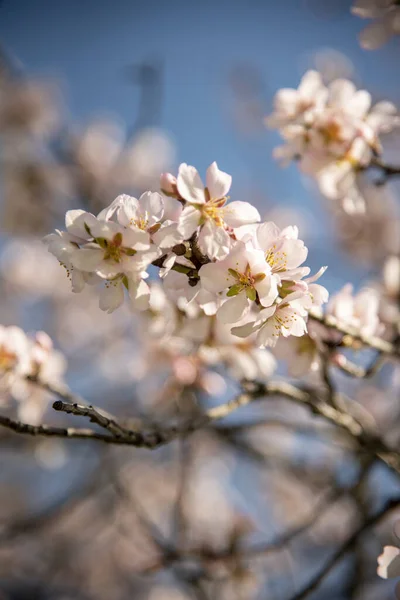 Foto Com Estas Flores Brancas Bonitas Que Indicam Início Primavera — Fotografia de Stock