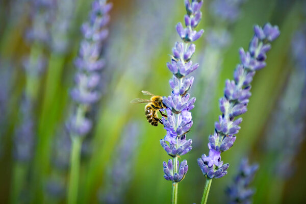 bee collecting pollen in a lavender field, pretty green and purple colors, close up view