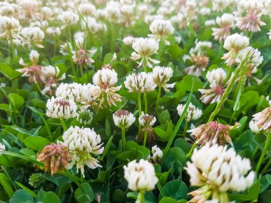 Madrid 'de bir parkta, beyaz çiçeklerle dolu bir tarla.