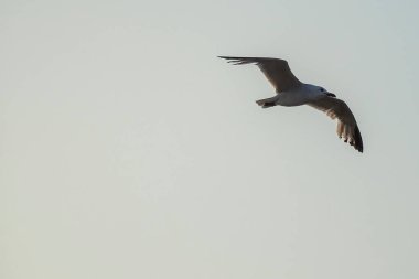 Martı sahilde gökyüzünde uçuyor.