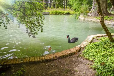 Madrid 'de bir parktaki gölün güzel manzarası. Gölde siyah bir kuğu var. Huzur konsepti.