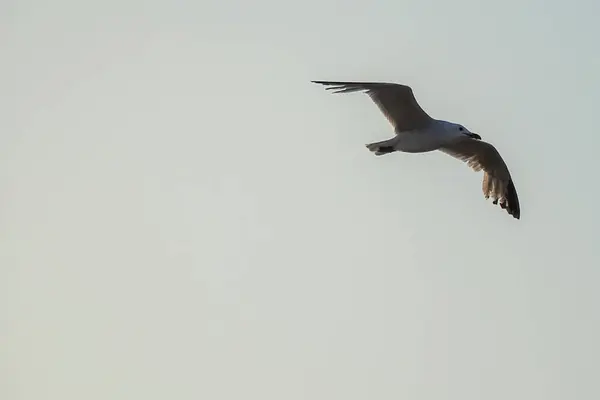 Martı sahilde gökyüzünde uçuyor.