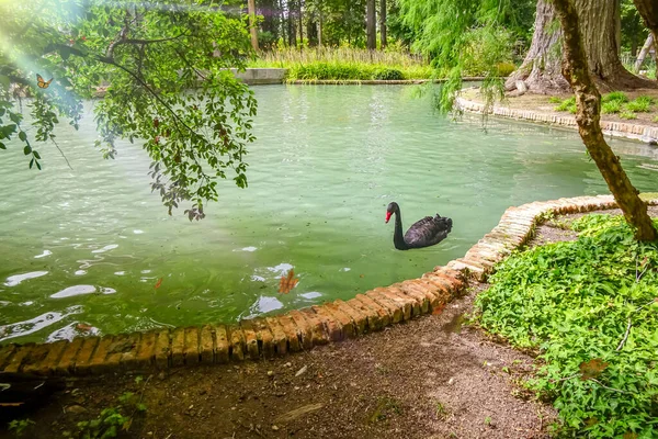 Hermosas Vistas Este Lago Parque Madrid Lago Hay Cisne Negro — Foto de Stock