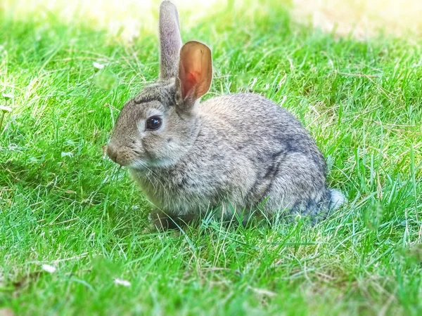 Kanin Poserar För Foto Ett Grönt Fält — Stockfoto