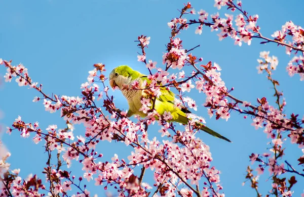 Ağaçta muhabbet kuşu, baharda, ağacın çiçekleri çıktığında, pembe renkte.