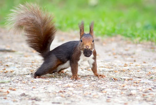 sincap ağzında ceviz tutuyor, parkı yakından görüyor, arkasında güzel yeşil bir arka plan olan sincap yerde poz veriyor.