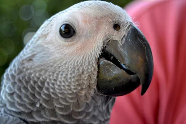 Papagei-Gesicht — Stockfoto