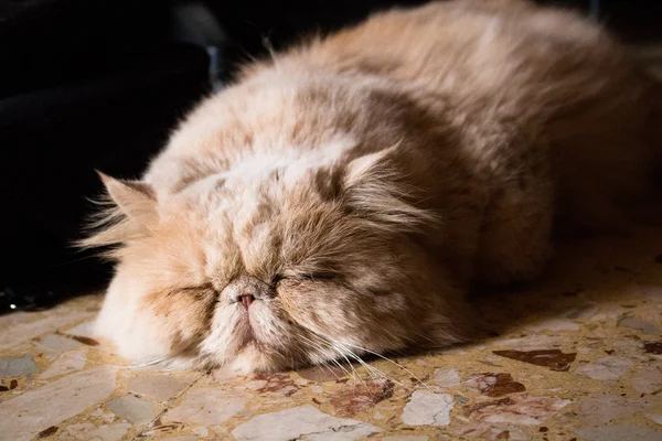 Перська-кіт спати — стокове фото