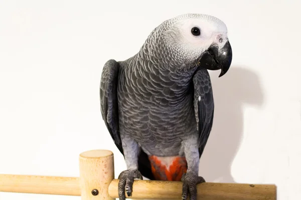 Африканський папуга — стокове фото