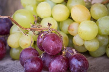 çeşitli üzüm