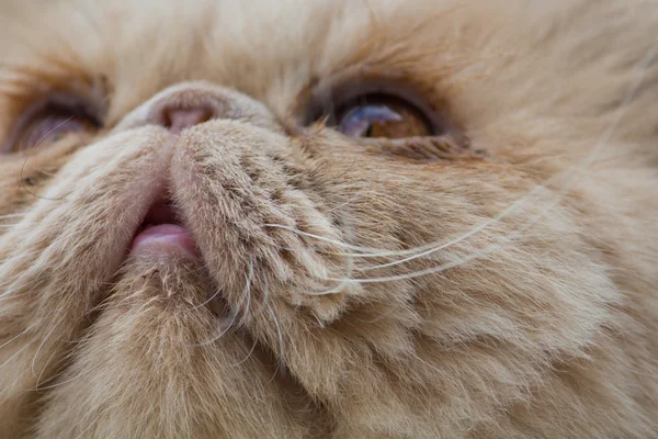 Rosto persa gato — Fotografia de Stock