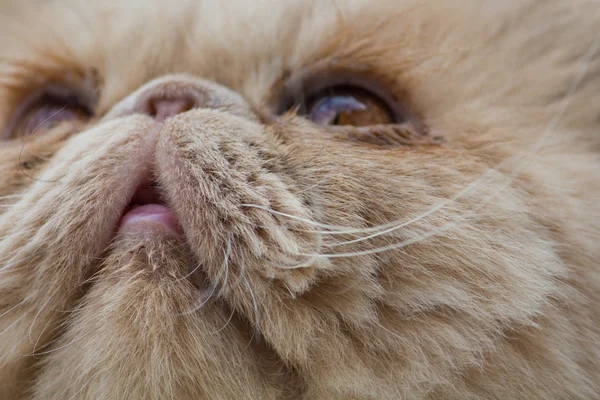 Persisk katt ansikte Royaltyfria Stockbilder