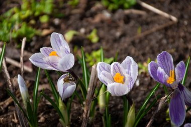 Güneşin altında güzel ilkbahar tarlası