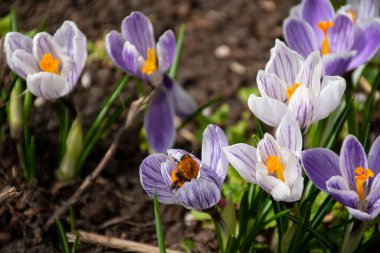 Güneşin altında güzel ilkbahar tarlası