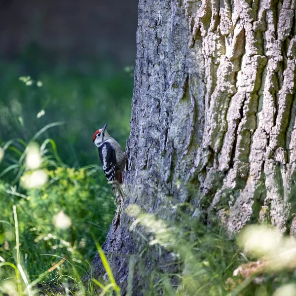 A young woodpecker climbs a tree, Pommersfelden Castle Park, Bamberg, Bavaria, Germany