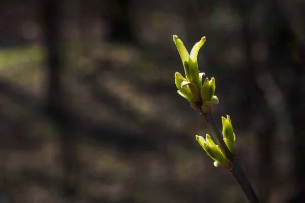 Primer Plano Rama Con Hojas Verdes Jóvenes Día Primavera Copiar —  Fotos de Stock