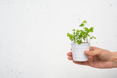 Beyaz beton arka planda maydanoz filizleri olan küçük bir tencere. Evde büyüyen mikroyeşiller, alanı kopyala