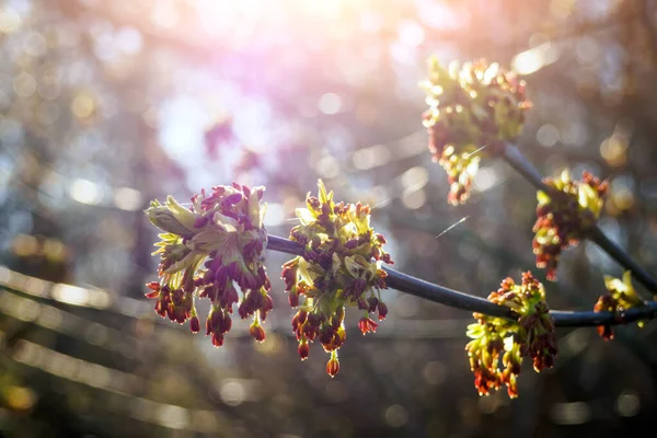 Primer Plano Acer Negundo Flores Contra Sol Primavera Enfoque Selectivo —  Fotos de Stock