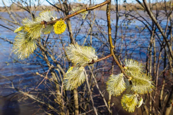 Salix Caprea Nın Erkek Kedileri Keçi Söğüdü Olarak Bilinir Güneşli — Stok fotoğraf