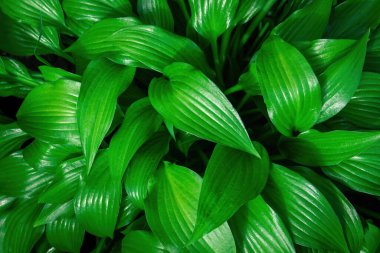 Hosta Lancifolia 'nın yeşil yaprakları, taze yeşillik arka plan, üst manzara