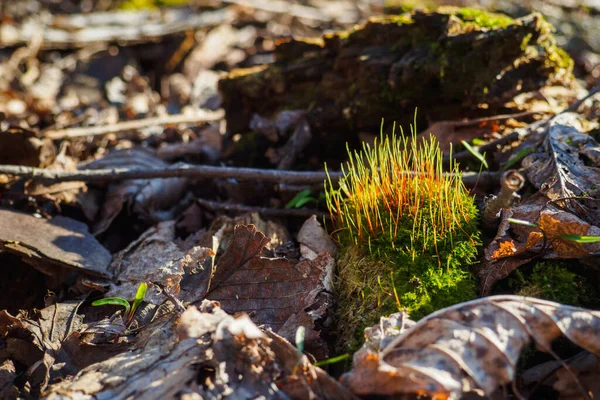春の晴れた日に森の乾燥葉の間にモストルトラムラリス 選択的焦点 コピースペース — ストック写真