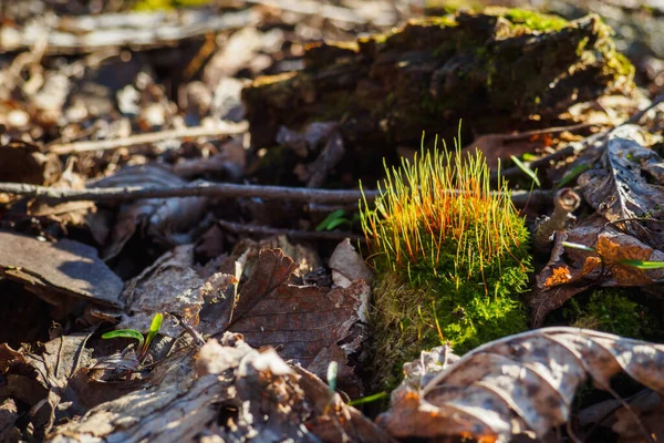 Moss Tortula Muralis Entre Folhas Secas Floresta Dia Ensolarado Primavera — Fotografia de Stock