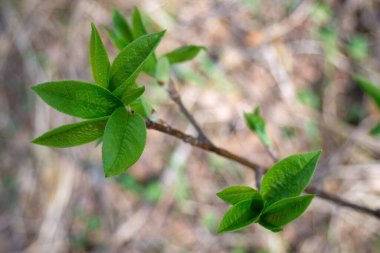 Bahar günü taze yeşil yapraklı bir dal Prunus padus. Seçici odak