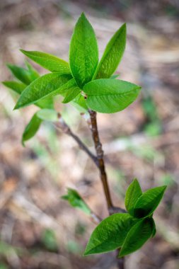 Bahar günü taze yeşil yapraklı bir dal Prunus padus. Seçici odak, dikey görünüm