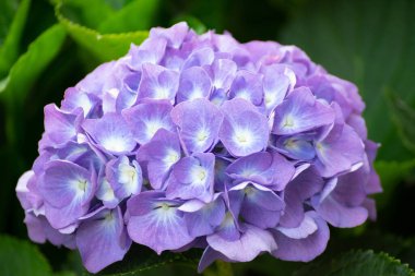 Arka planda yeşil yapraklı menekşe çiçeği