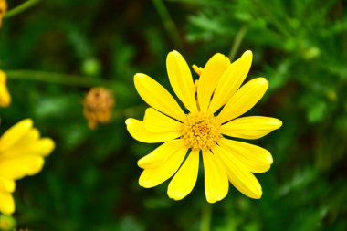 Büyük sarı yapraklı çiçek.