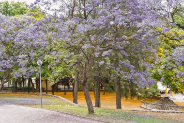 Mor çiçekli ve portakallı güzel çiçek ağacı