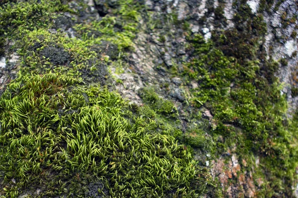 Musgo Verde Cobre Casca Carvalho Foto Macro Casca Forte Velha — Fotografia de Stock