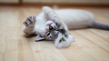 Gri bir kedi evde oynar ve bir kedinin hayatını sever, kedi yavrusunun mavi gözlerini, kedi yerde yatar, mavi bir oyuncak fareyle oynar, sağlıklı, oynak bir evcil hayvan