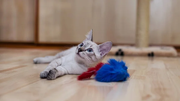 고양이는 집에서 고양이의 고양이의 고양이는 바닥에 파란색 장난감 합니다 — 스톡 사진