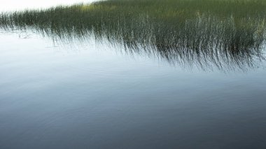 Nehrin arka planında taze yeşil çimenleri kapatın.,
