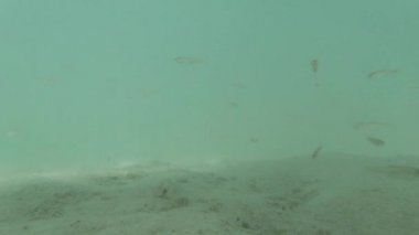 Tayland 'da okyanusun berrak mavi sularındaki tropikal balıklar, küçük ve büyük balık sürüleri, gölette mavi su