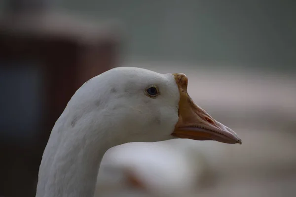 Giornata Del Ritratto Degli Uccelli Acquatici India Amethi — Foto Stock