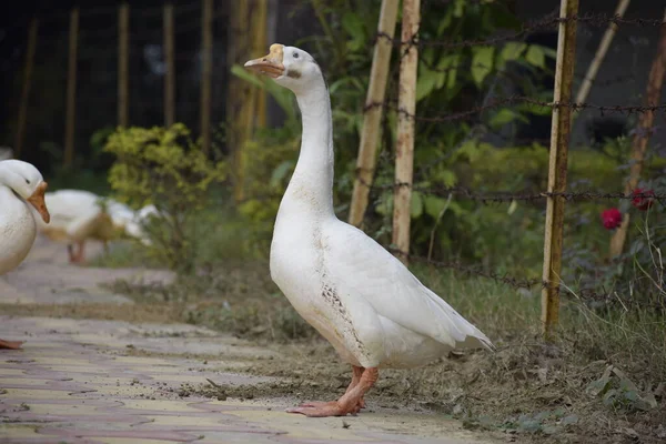 Białe Ptactwo Wodne Cieszące Się Słońcem Indie Amethi — Zdjęcie stockowe