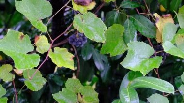 Rüzgarda sallanan üzüm yapraklarının yakın çekimi. Üzüm bağında olgunlaşmış üzüm demetleri.