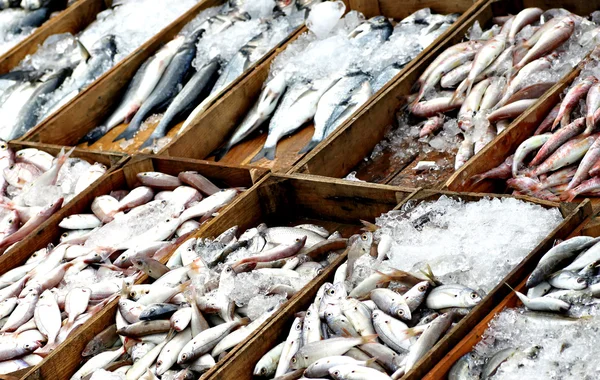 Fresh fishes in fish market — Stock Photo, Image