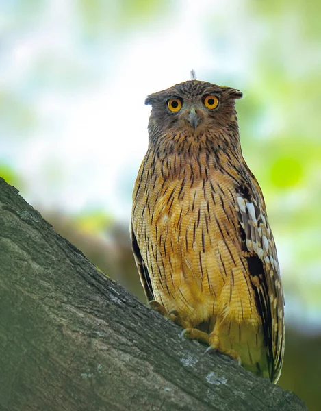 Brown Fish Owl Fish Owl Species Family Known Typical Owls — Stock Photo, Image