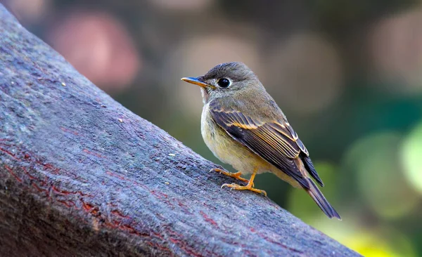 Flycatcher Коричневими Грудьми Або Flycatcher Layard Невеликою Пташкою Родини Мухоловок — стокове фото