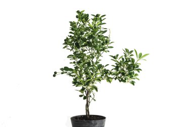 Tencerede izole edilmiş kireç ağacı beyaz arka planda ayı meyveleri ve çiçekler..