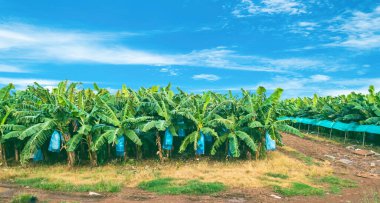 İhracat için muz çiftliği. Gelişmekte olan ülkeler için tarım.