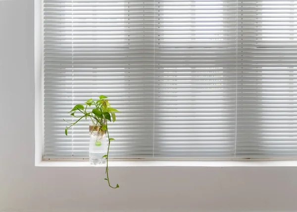 Geri dönüştürülmüş plastik şişede yeşil bitki, minimalist yaşam alanı.