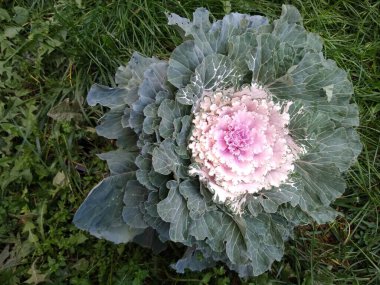 Dekoratif lahana ve beyaz bir yakın plan.